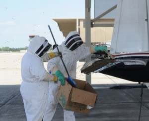 bee removal from roof